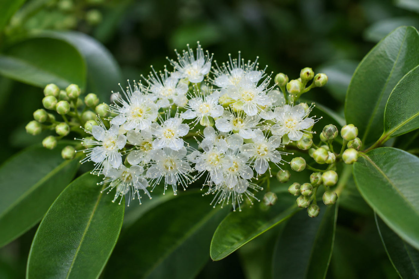 Australian Lemon Myrtle: The Native Botanical Behind Our Brightest Blend