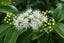 Australian Lemon Myrtle: The Native Botanical Behind Our Brightest Blend