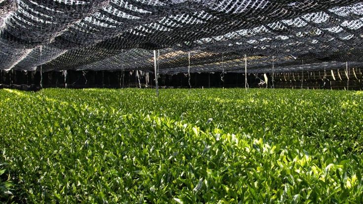 What is Ceremonial Grade Matcha, and Why Does it Matter?